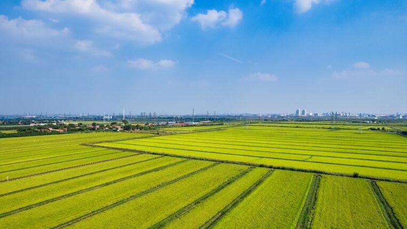 有机蔬菜代理：利润空间与市场机遇