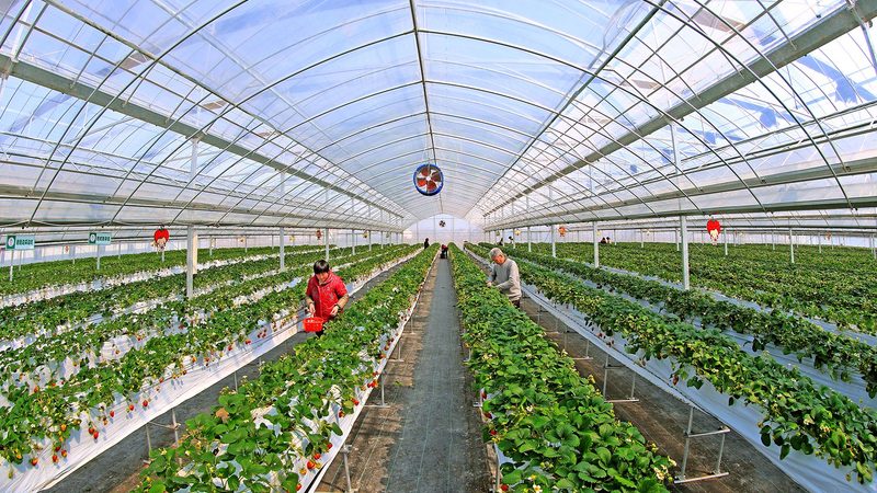 山东农业种植技术公司报价：如何选择合适的技术方案