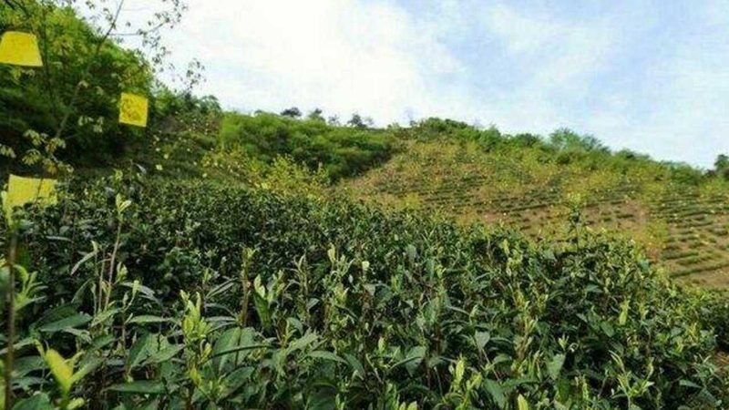 蔬菜配送，如何找到性价比之选？**