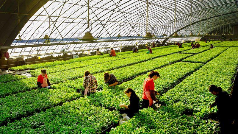 上海生鲜配送：如何把握蔬菜水果批发报价的“脉动”**