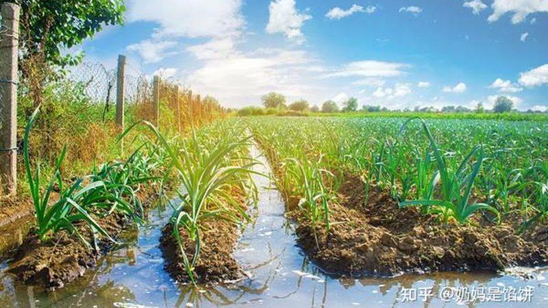 家庭农场联合经营模式：构建现代农业的协同力量**