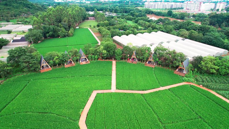 家庭农场与合作社：农村农业发展的两种模式