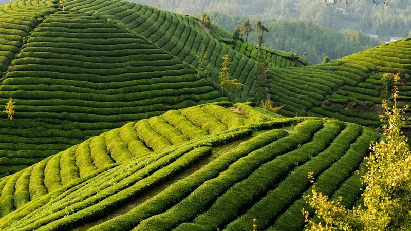 山地丘陵植保无人机：如何选择最适合的利器
